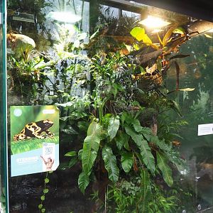 Poison dart frog terrarium, 2023-08-17