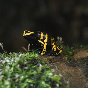 Yellow-banded poison dart frog (Dendrobates leucomelas), 2023-08-17