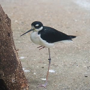 Black-necked stilt (Himantopus mexicanus mexicanus), 2023-08-17