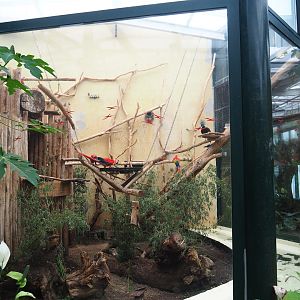 Scarlet macaw and Victoria crowned pigeon aviary, 2023-08-17