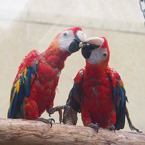 Scarlet macaws (Ara macao), 2023-08-17