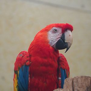 Scarlet macaw (Ara macao), 2023-08-17
