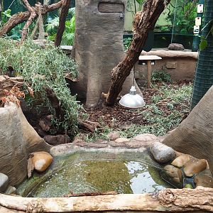 Yellow-footed tortoise exhibit, 2023-08-17