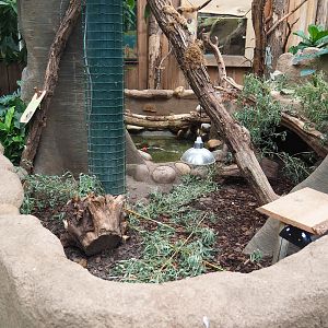 Yellow-footed tortoise exhibit, 2023-08-17