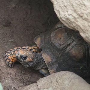 Yellow-footed tortoise (Chelonoidis denticulatus), 2023-08-17