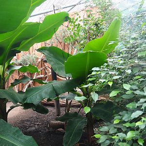 Javan mouse deer and Galah exhibit, 2023-08-17