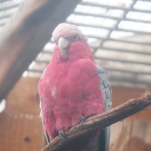 Galah (Eolophus roseicapilla), 2023-08-17