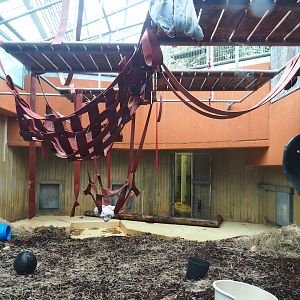 First Bornean orangutan indoor exhibit, 2023-08-17