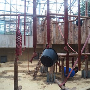 Second Bornean orangutan indoor exhibit, 2023-08-17