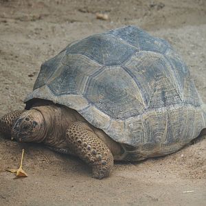 Aldabra giant tortoise (Aldabrachelys gigantea gigantea), 2023-08-17