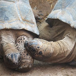 Aldabra giant tortoises (Aldabrachelys gigantea gigantea), 2023-08-17