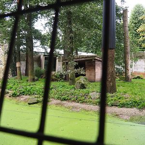 Smaller Amur tiger exhibit, 2023-08-17