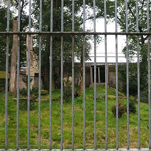 Smaller Amur tiger exhibit, 2023-08-17