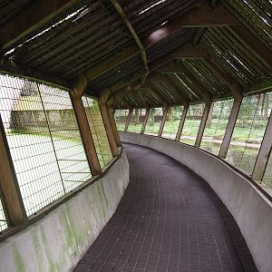 Amur tiger viewing tunnel, 2023-08-17