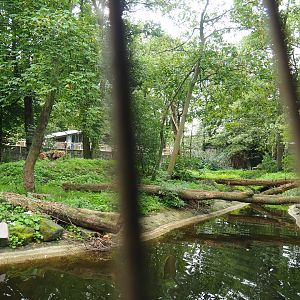 Main Amur tiger exhibit, 2023-08-17