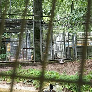 Amur tiger holding, 2023-08-17