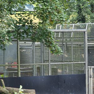 Amur tiger holding, 2023-08-17