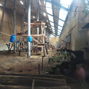 Western lowland gorilla, King colobus and Meerkat indoor exhibit, 2023-08-17