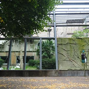 Western lowland gorilla and King colobus outdoor viewing windows, 2023-08-17