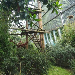 Western lowland gorilla and King colobus outdoor exhibit, 2023-08-17