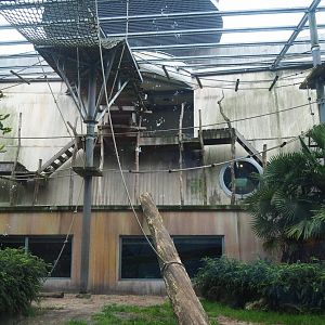 Western lowland gorilla and King colobus outdoor exhibit, 2023-08-17