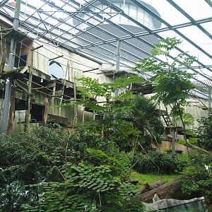 Western lowland gorilla and King colobus outdoor exhibit, 2023-08-17