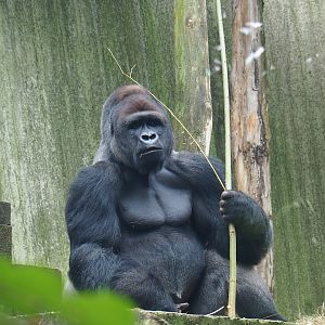 Western lowland gorilla (Gorilla gorilla gorilla), 2023-08-17