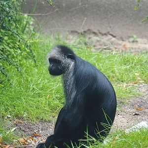 King Colobus (Colobus polykomos), 2023-08-17
