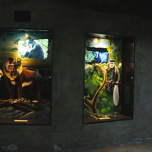 Primate species displays in the gorilla building, 2023-08-17