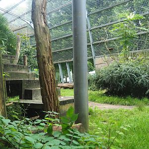 Western lowland gorilla and King colobus outdoor exhibit, seen from inside the gorilla building, 2023-08-17