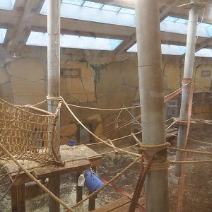 Western lowland gorilla, King Colobus and Meerkat indoor exhibit, 2023-08-17