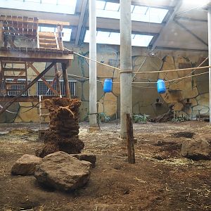 Western lowland gorilla, King Colobus and Meerkat indoor exhibit, 2023-08-17