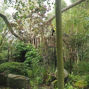 Keel-billed toucan aviary, 2023-08-17