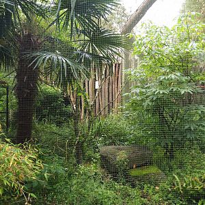 Keel-billed toucan aviary, 2023-08-17