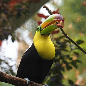 Keel-billed toucan (Ramphastos sulfuratus), 2023-08-17
