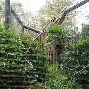 Toco toucan aviary, 2023-08-17