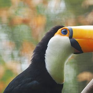 Toco toucan (Ramphastos toco), 2023-08-17