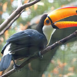 Toco toucan (Ramphastos toco), 2023-08-17