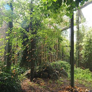 White-throated toucan aviary, 2023-08-17