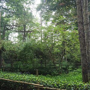 Snowy owl aviary, 2023-08-17