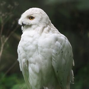 Snowy owl (Bubo scandiacus), 2023-08-17