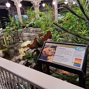 Giant asian pond turtle enclosure