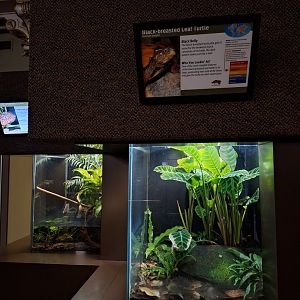 Leaf turtle, herpetarium left side