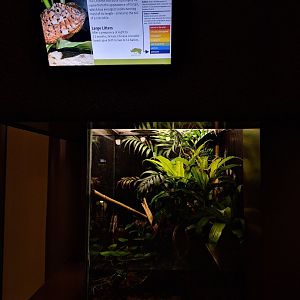 Chinese crocodile lizard terrarium