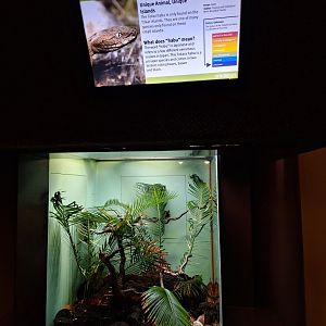 Tokar Habu enclosure