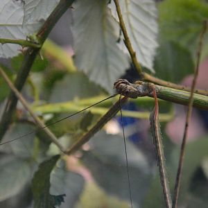 Guangxi stick insect (Phryganistria guangxiensis)