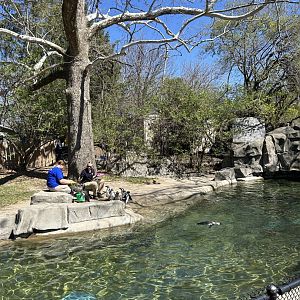 Magellanic Penguin Exhibit - Penguin Feeding