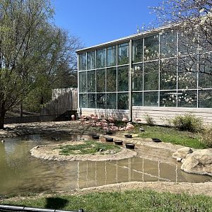 Chilean Flamingo Exhibit