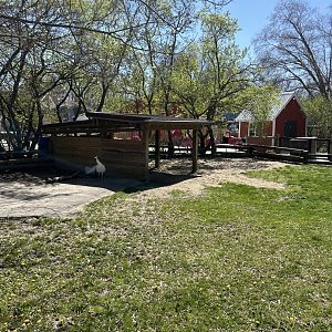 Aldabra Giant Tortoise - Outdoor Exhibit