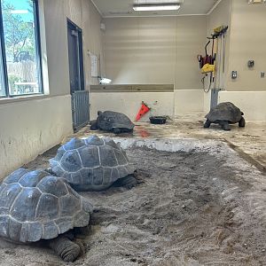 Aldabra Giant Tortoise - Indoor Exhibit